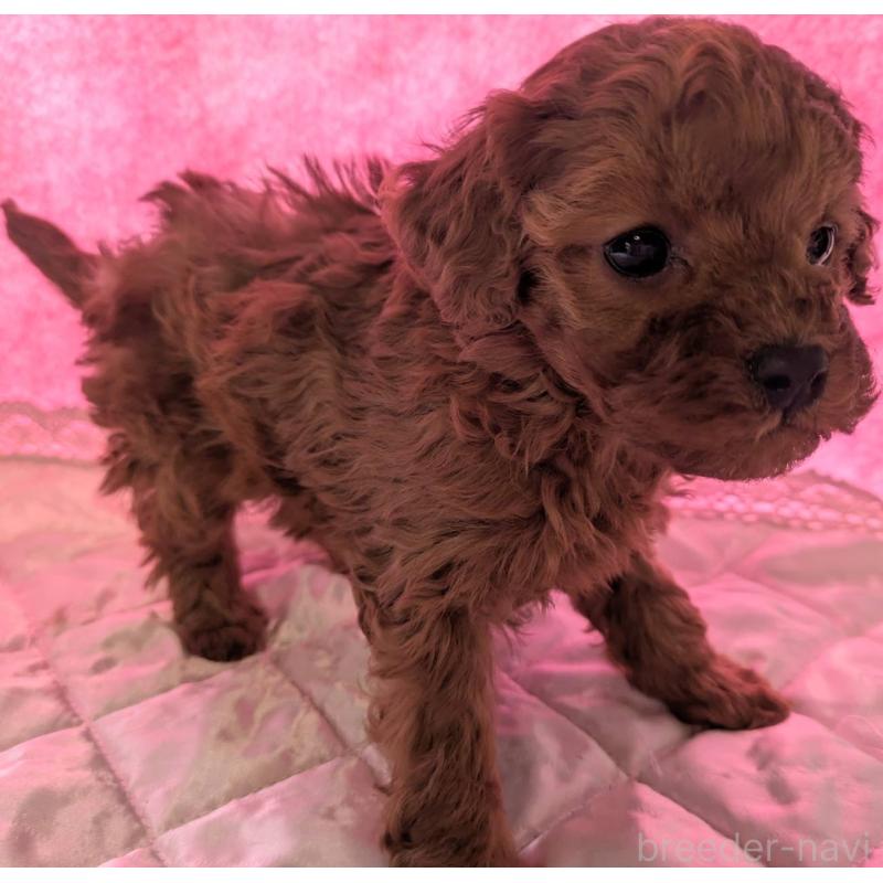 販売中の埼玉県のマルプー:マルチーズ×トイプードル-437677の1枚目