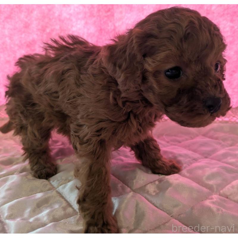 販売中の埼玉県のマルプー:マルチーズ×トイプードル-437677の9枚目