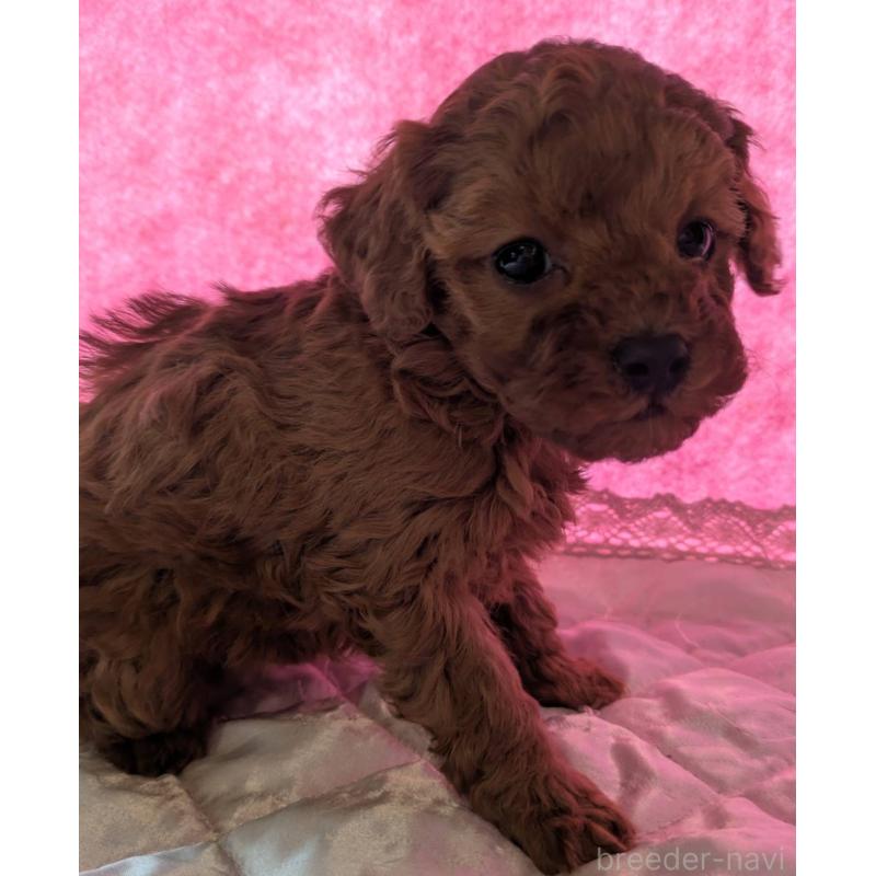 販売中の埼玉県のマルプー:マルチーズ×トイプードル-437677の8枚目