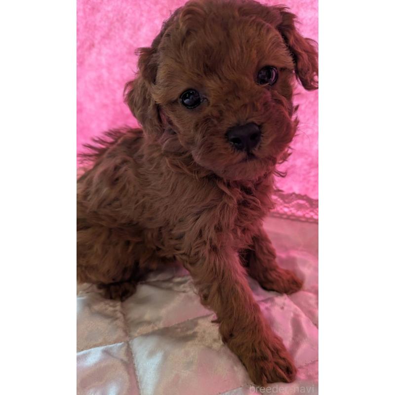 販売中の埼玉県のマルプー:マルチーズ×トイプードル-437677の7枚目