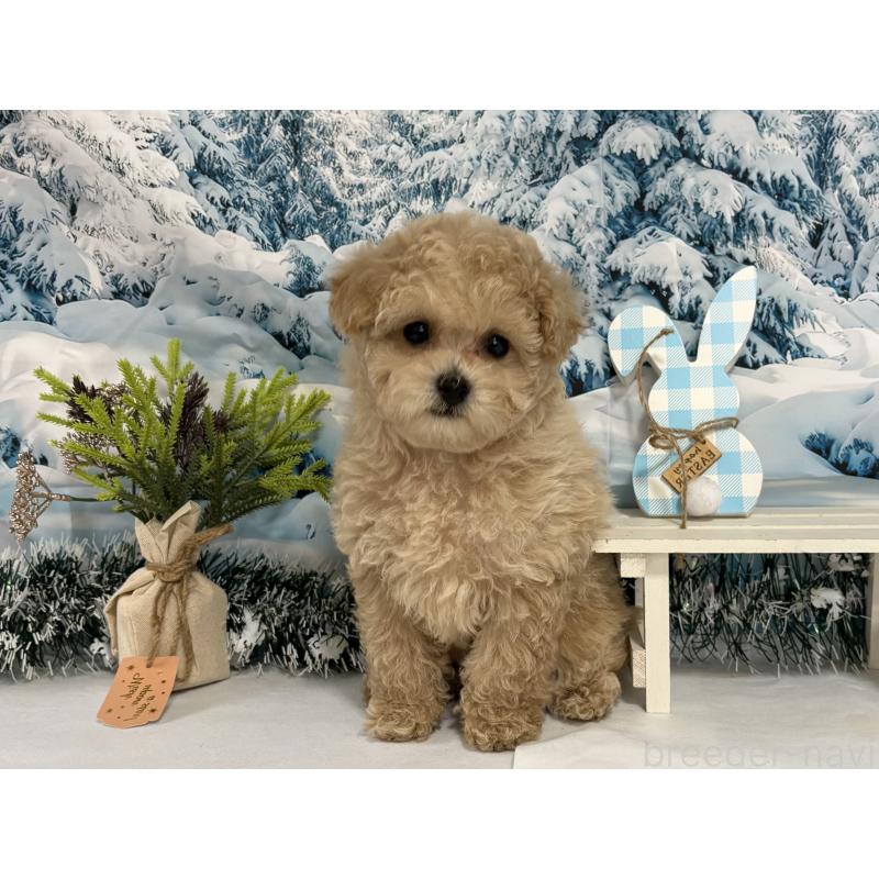 販売中の秋田県のタイニープードル-428509の3枚目