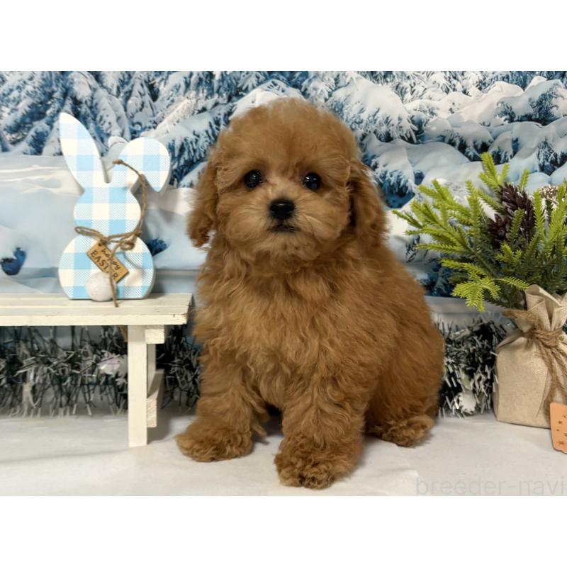 販売中の秋田県のタイニープードル-428512の5枚目