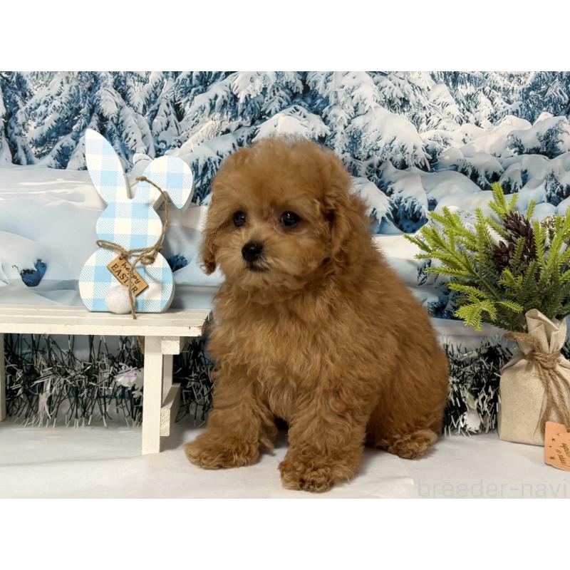 販売中の秋田県のタイニープードル-428512の4枚目