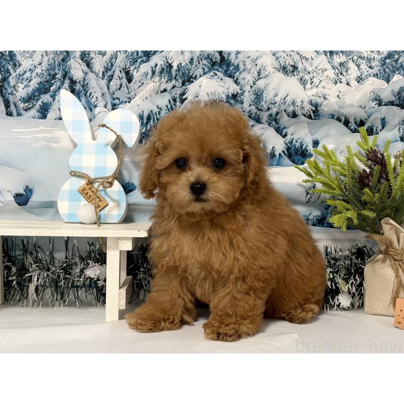 販売中の秋田県のタイニープードル-428512の3枚目