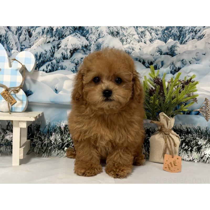 販売中の秋田県のタイニープードル-428512の2枚目