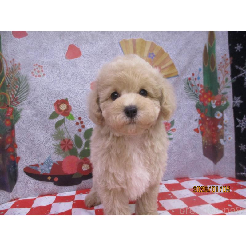 販売中の鳥取県のマルプー:マルチーズ×トイプードル-437659の3枚目