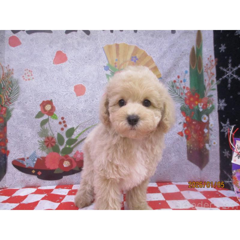 販売中の鳥取県のマルプー:マルチーズ×トイプードル-437659の2枚目