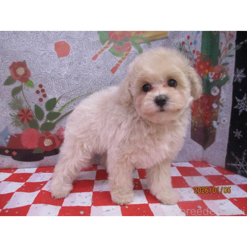 販売中の鳥取県のマルプー:マルチーズ×トイプードル-437660の3枚目