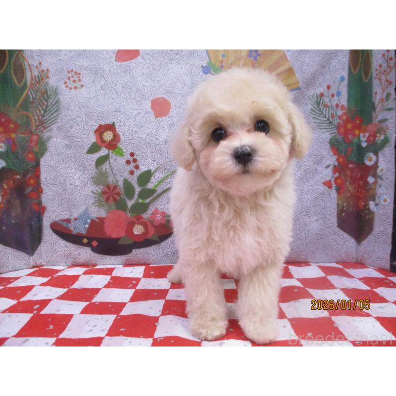 販売中の鳥取県のマルプー:マルチーズ×トイプードル-437660の2枚目