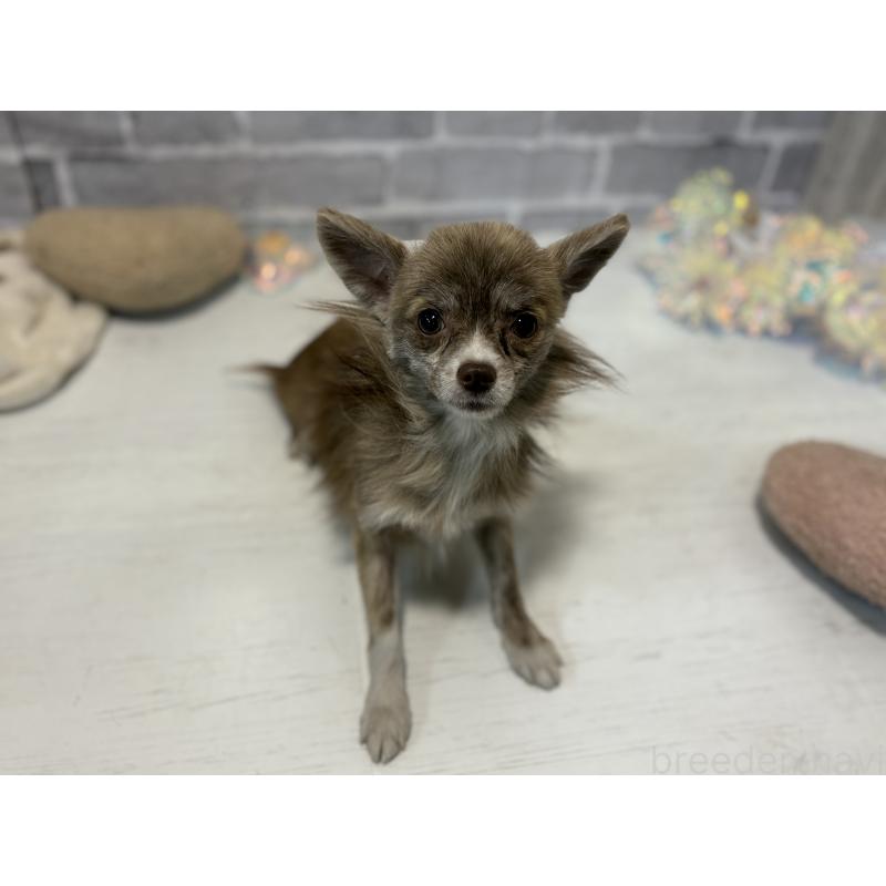 販売中の東京都のチワワ(ロングコート)-384217の3枚目