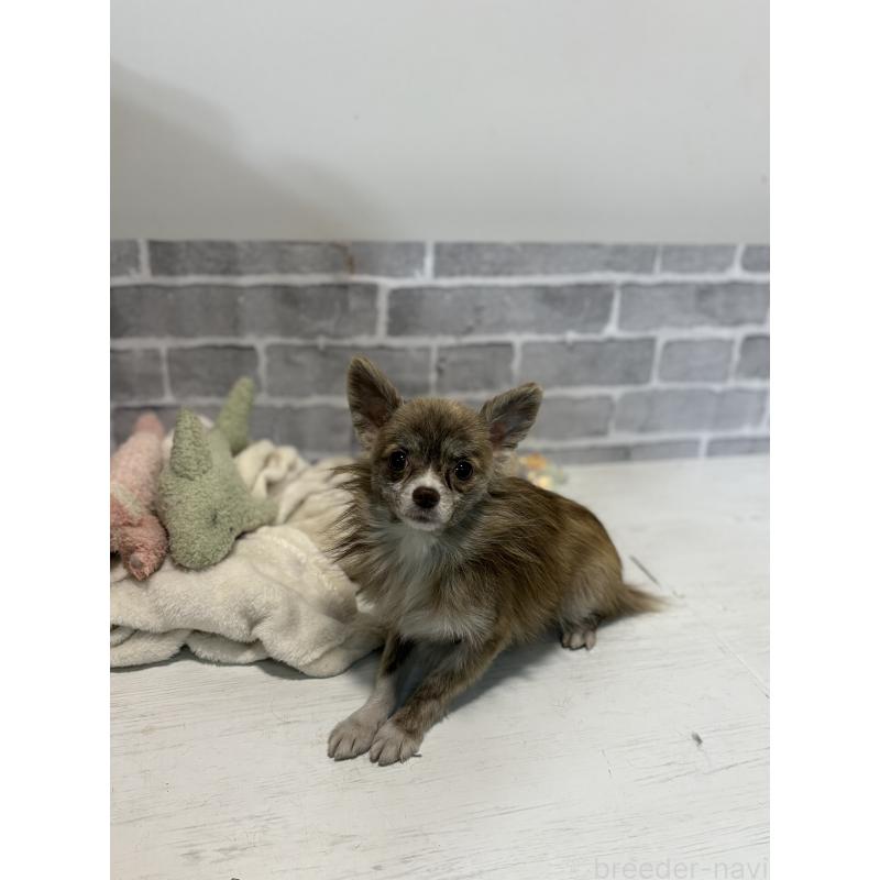 販売中の東京都のチワワ(ロングコート)-384217の2枚目