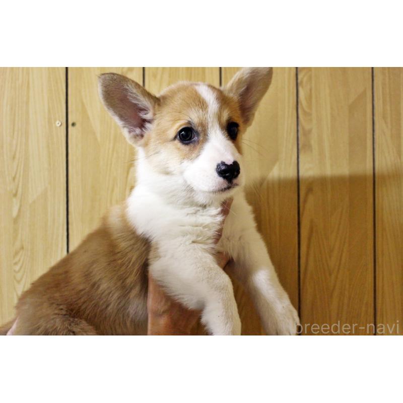 販売中の栃木県のウェルシュコーギーペンブローク-428964の2枚目