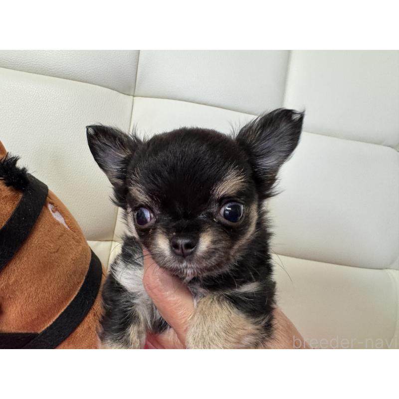 販売中の群馬県のチワワ(ロングコート)-437663の7枚目