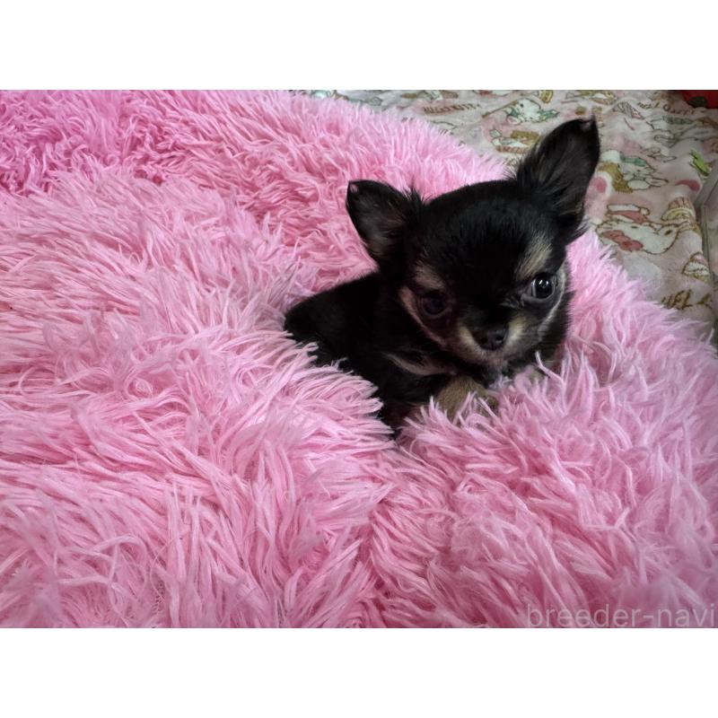 販売中の群馬県のチワワ(ロングコート)-437663の6枚目