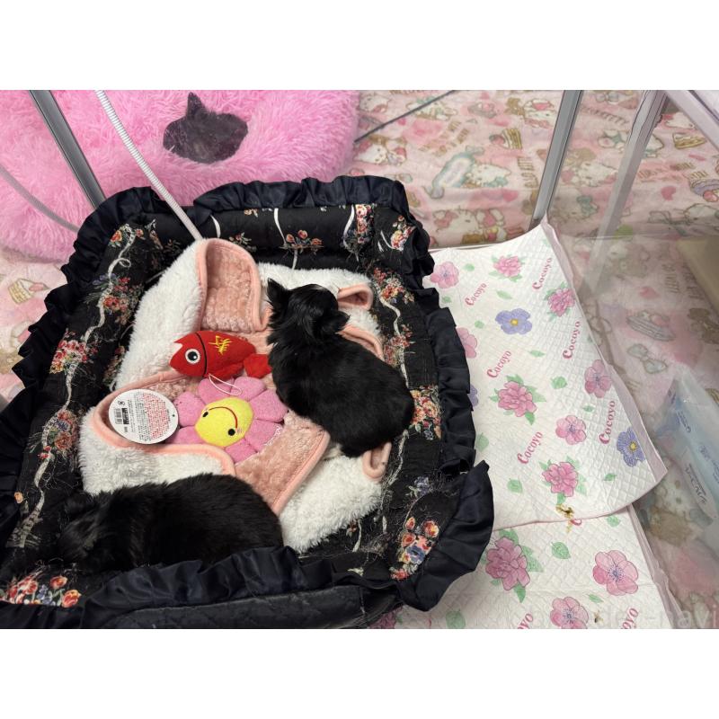 販売中の群馬県のチワワ(ロングコート)-437663の4枚目