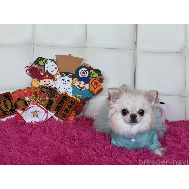 販売中の群馬県のチワワ(ロングコート)-437663の2枚目