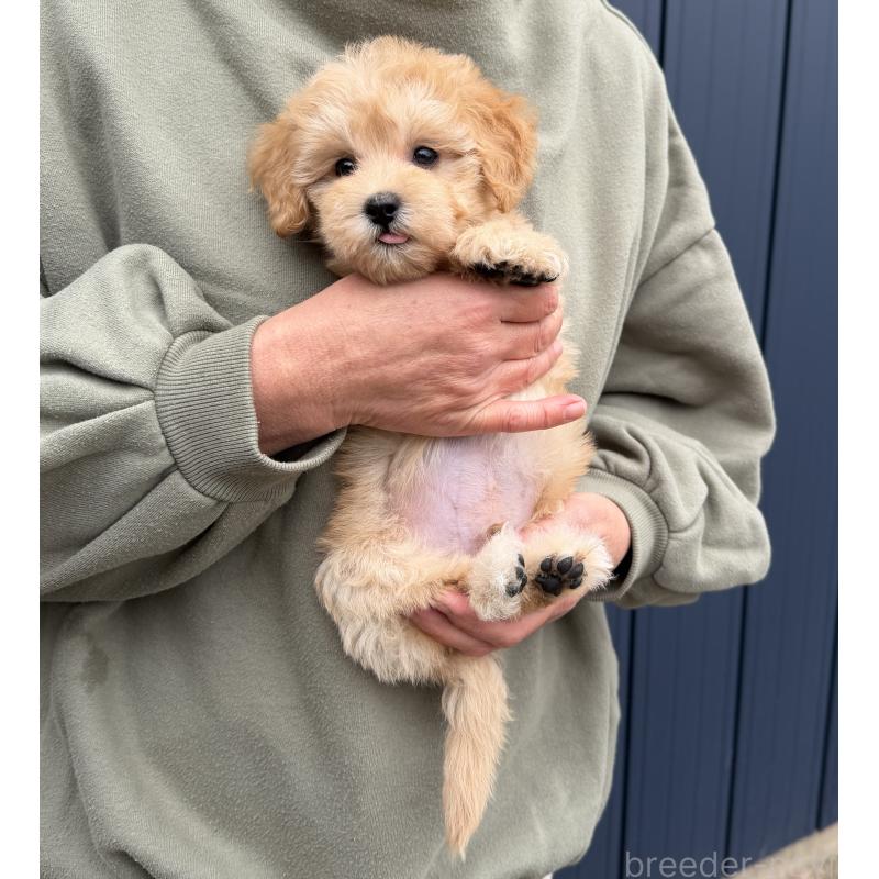 販売中の千葉県のマルプー:マルチーズ×トイプードル-432333の20枚目