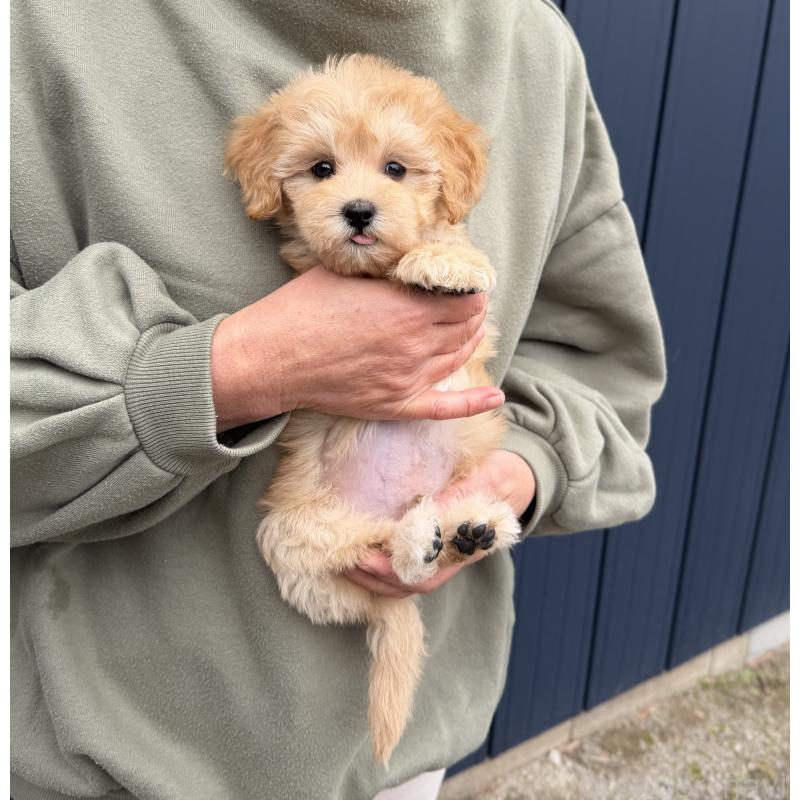 販売中の千葉県のマルプー:マルチーズ×トイプードル-432333の19枚目