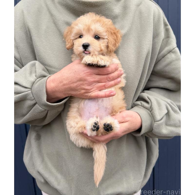 販売中の千葉県のマルプー:マルチーズ×トイプードル-432333の18枚目