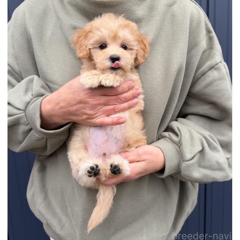 販売中の千葉県のマルプー:マルチーズ×トイプードル-432333の17枚目