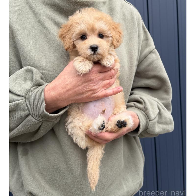 販売中の千葉県のマルプー:マルチーズ×トイプードル-432333の16枚目