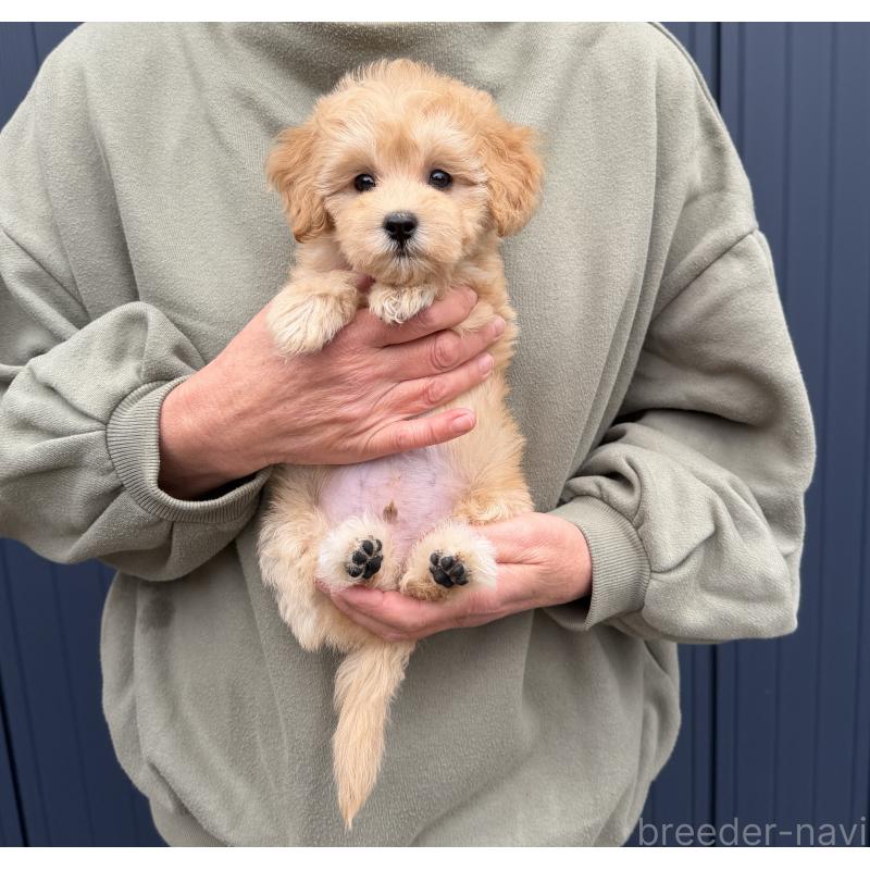 販売中の千葉県のマルプー:マルチーズ×トイプードル-432333の15枚目