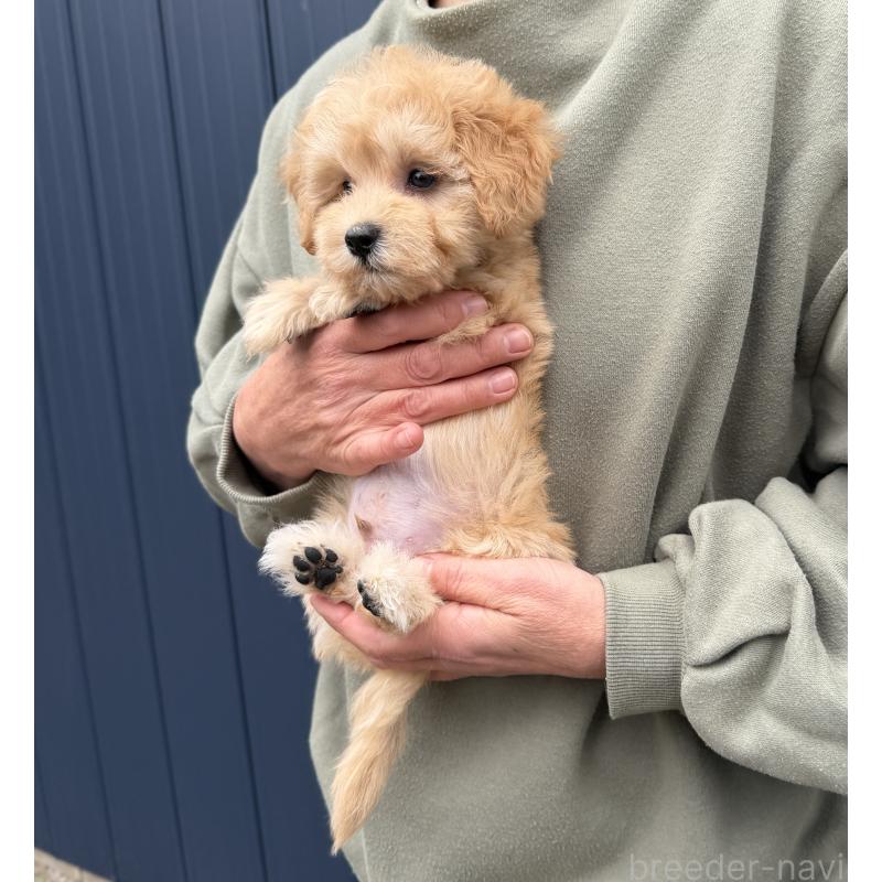 販売中の千葉県のマルプー:マルチーズ×トイプードル-432333の14枚目