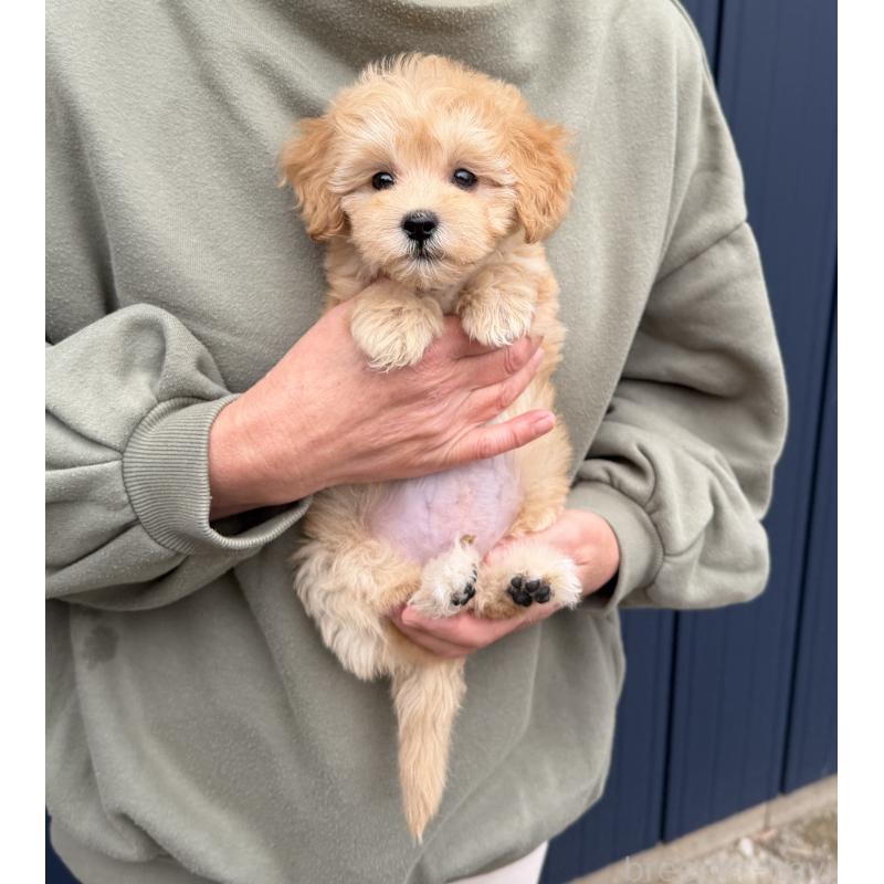 販売中の千葉県のマルプー:マルチーズ×トイプードル-432333の13枚目