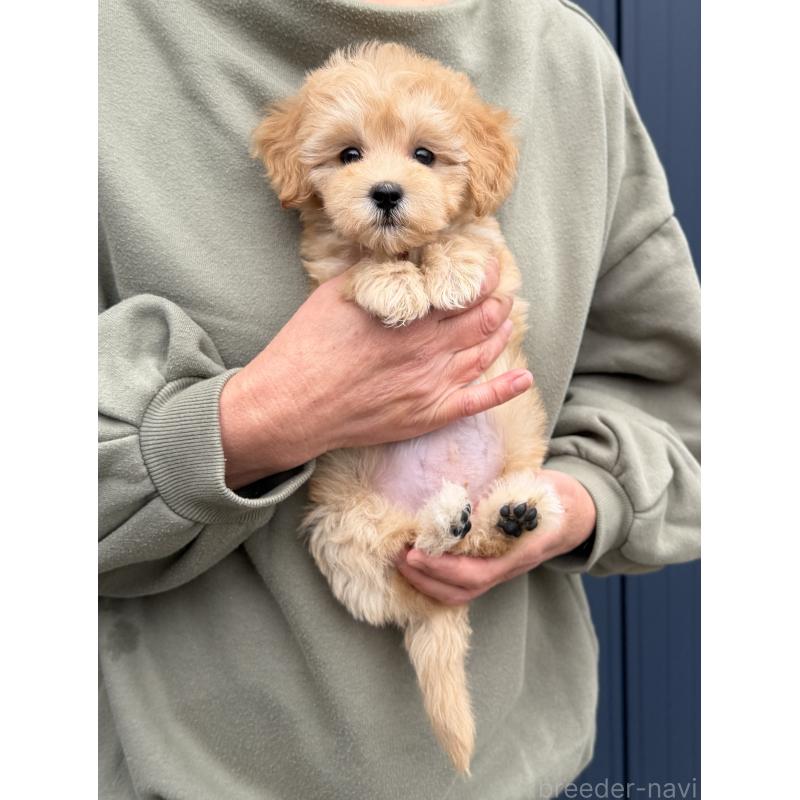 販売中の千葉県のマルプー:マルチーズ×トイプードル-432333の12枚目