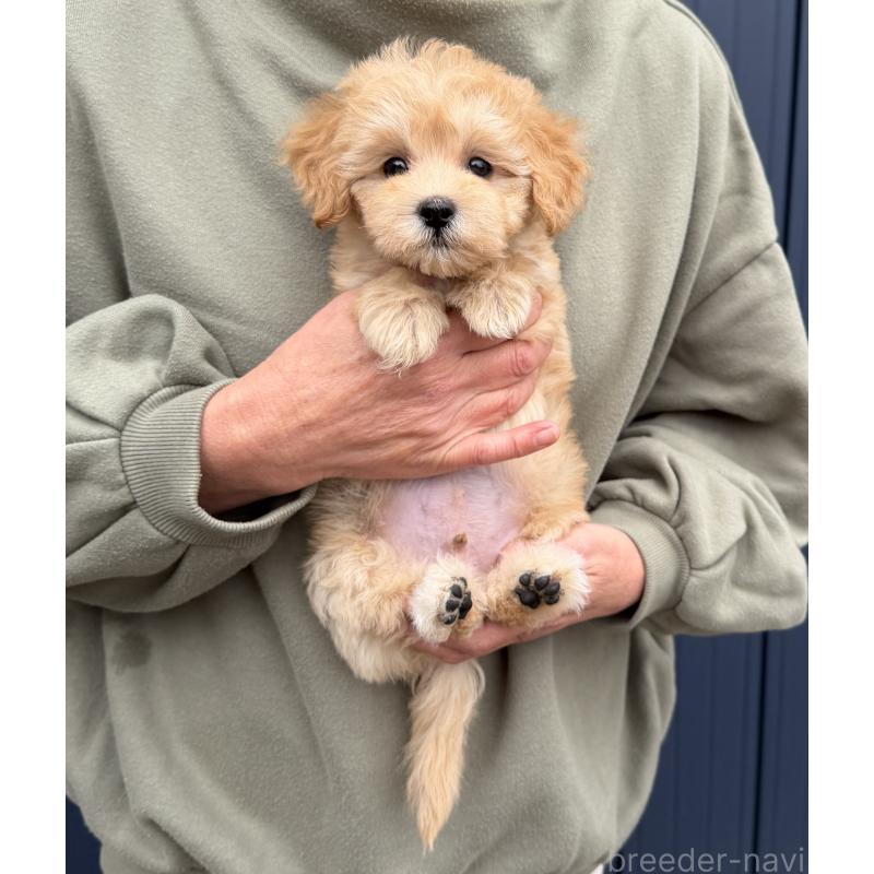 販売中の千葉県のマルプー:マルチーズ×トイプードル-432333の11枚目