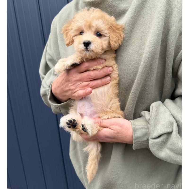 販売中の千葉県のマルプー:マルチーズ×トイプードル-432333の10枚目