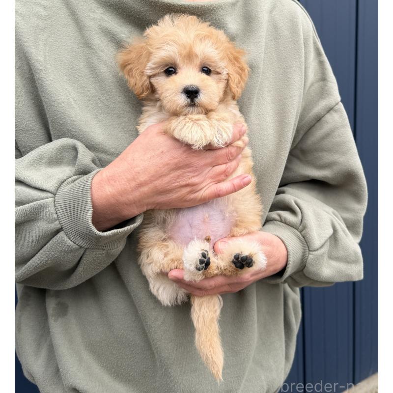 販売中の千葉県のマルプー:マルチーズ×トイプードル-432333の9枚目