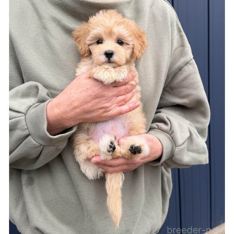 販売中の千葉県のマルプー:マルチーズ×トイプードル-432333の8枚目