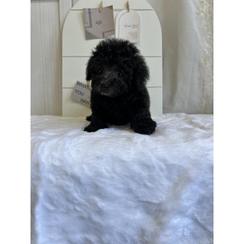 販売中の愛媛県のトイプードル-437666の8枚目