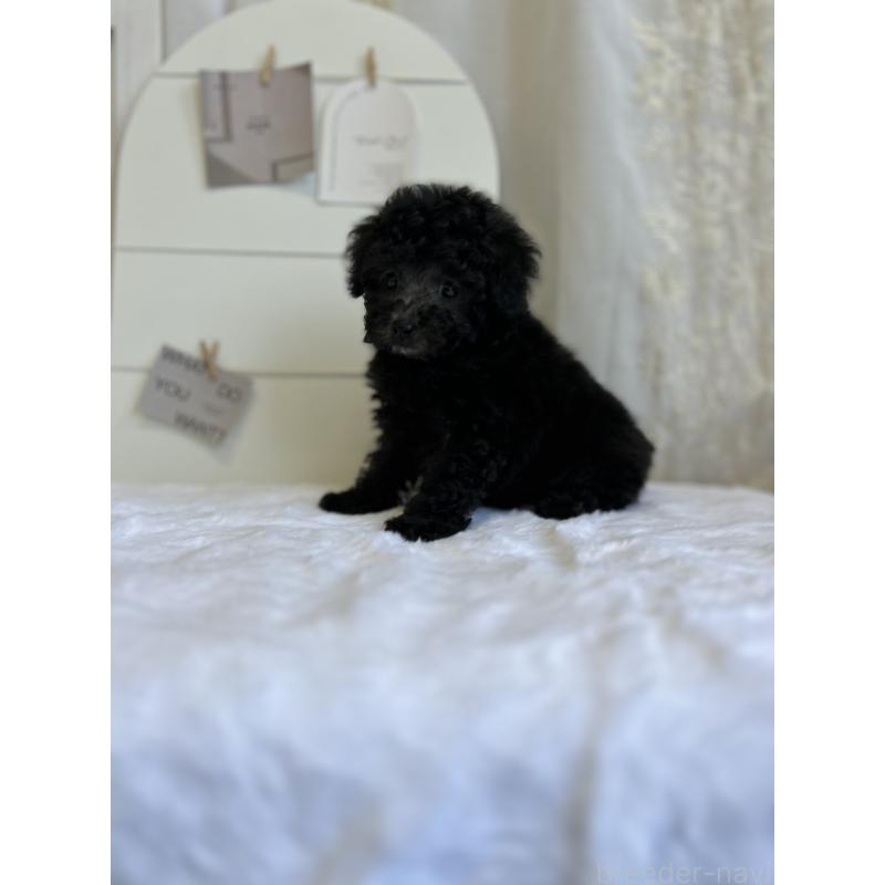 販売中の愛媛県のトイプードル-437666の7枚目