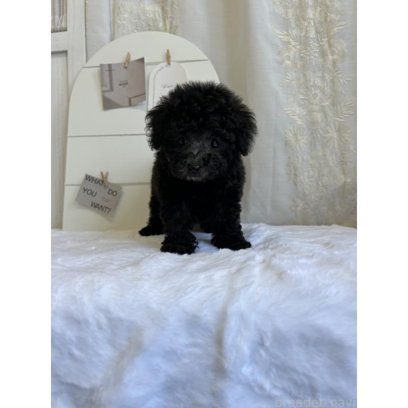 販売中の愛媛県のトイプードル-437666の6枚目