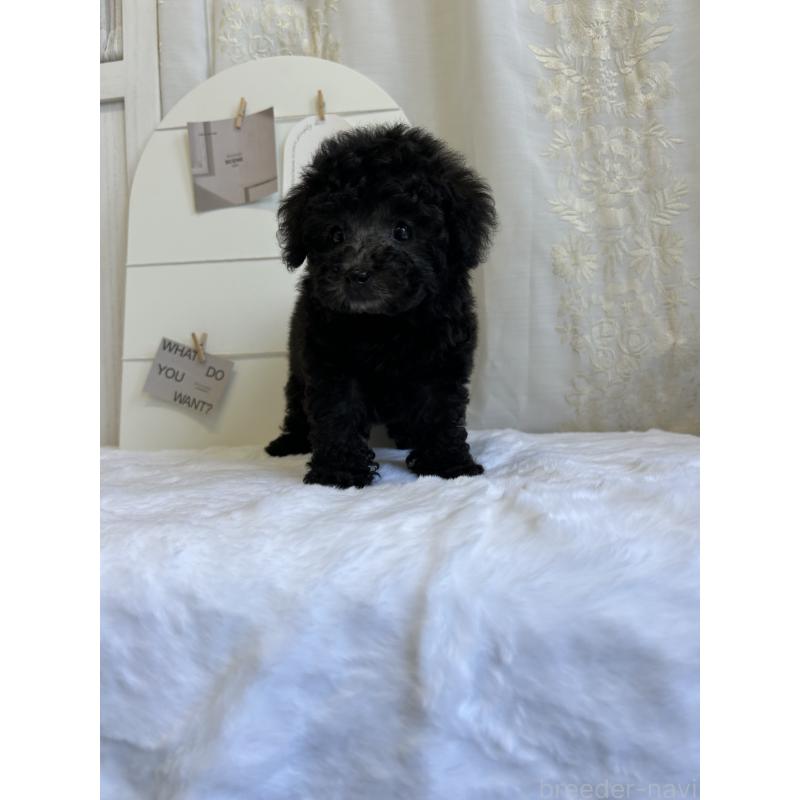 販売中の愛媛県のトイプードル-437666の5枚目