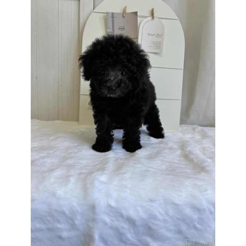 販売中の愛媛県のトイプードル-437666の4枚目