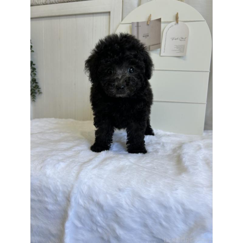 販売中の愛媛県のトイプードル-437666の3枚目