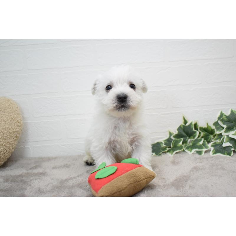 販売中の愛知県のウエストハイランドホワイトテリア(ウエスティ)-437694の15枚目