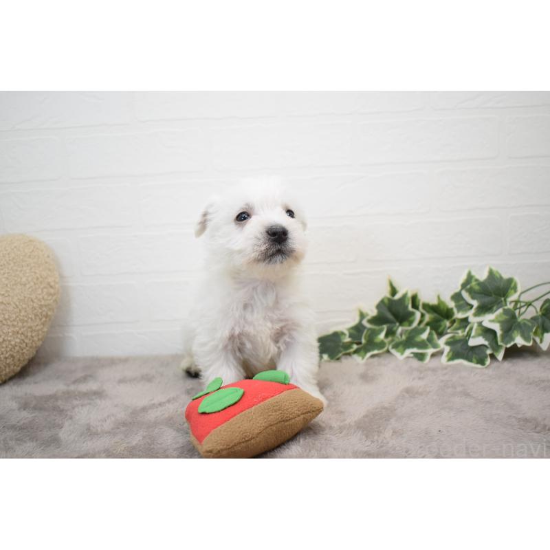 販売中の愛知県のウエストハイランドホワイトテリア(ウエスティ)-437694の14枚目