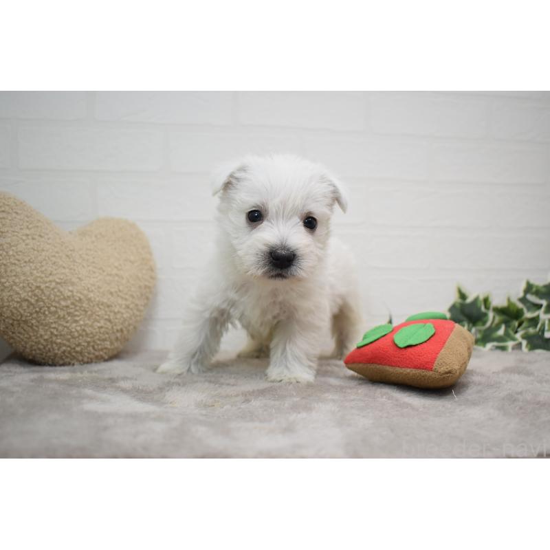 販売中の愛知県のウエストハイランドホワイトテリア(ウエスティ)-437694の11枚目