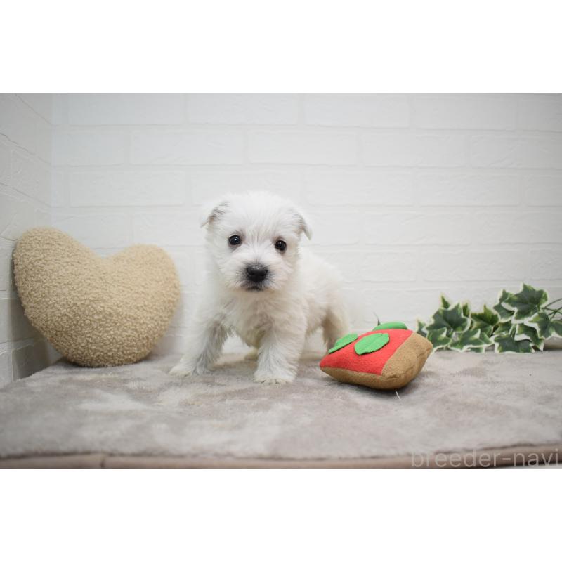 販売中の愛知県のウエストハイランドホワイトテリア(ウエスティ)-437694の10枚目