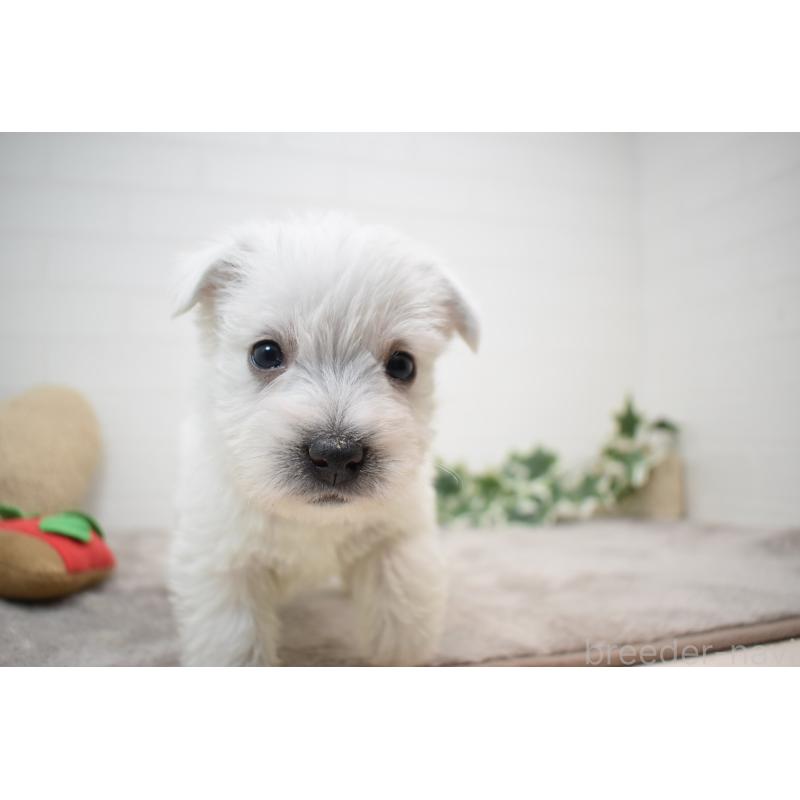 販売中の愛知県のウエストハイランドホワイトテリア(ウエスティ)-437694の9枚目