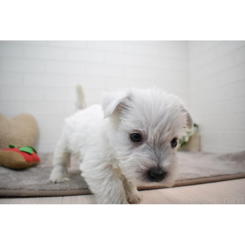 販売中の愛知県のウエストハイランドホワイトテリア(ウエスティ)-437694の8枚目