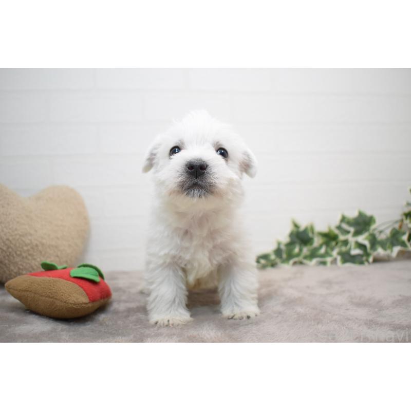 販売中の愛知県のウエストハイランドホワイトテリア(ウエスティ)-437694の6枚目