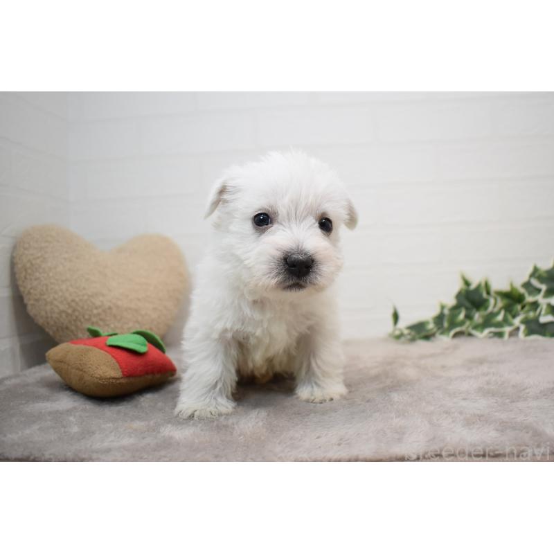 販売中の愛知県のウエストハイランドホワイトテリア(ウエスティ)-437694の5枚目