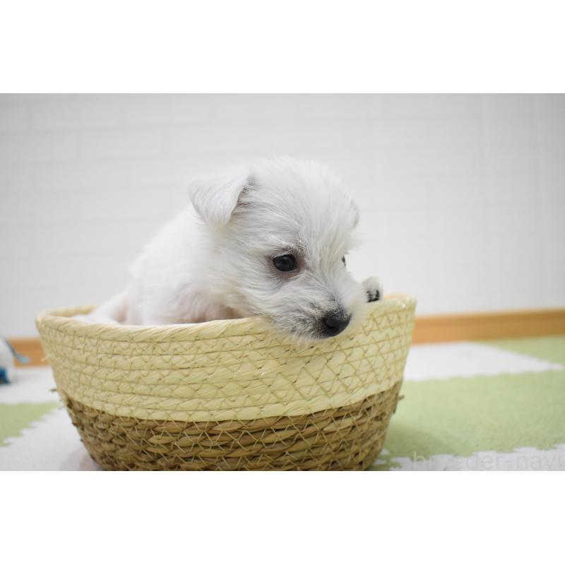 販売中の愛知県のウエストハイランドホワイトテリア(ウエスティ)-437694の3枚目