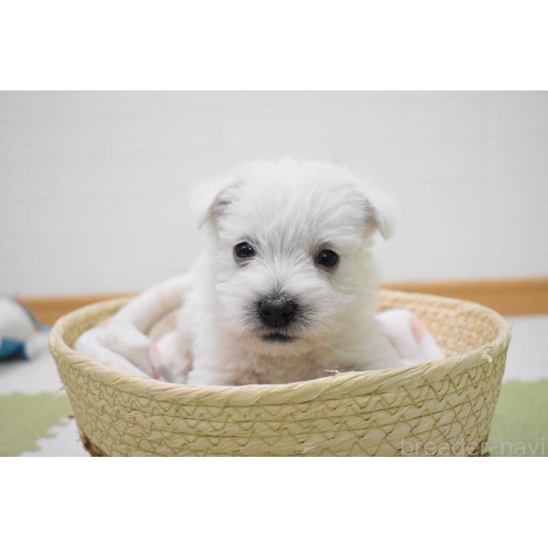 販売中の愛知県のウエストハイランドホワイトテリア(ウエスティ)-437694の2枚目