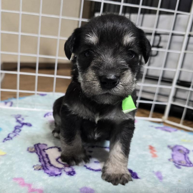 販売中の岡山県のミニチュアシュナウザー-436739